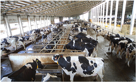 Poultry Farm